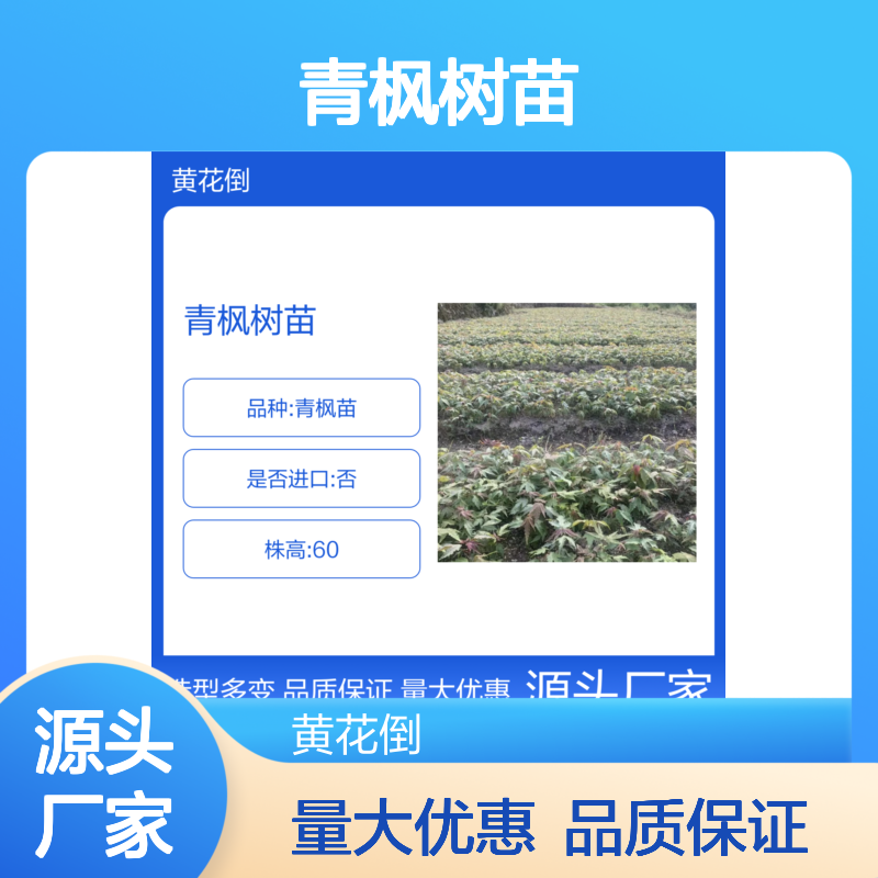 青枫树苗 园林优选 造型多变 生长旺盛 病虫害少
