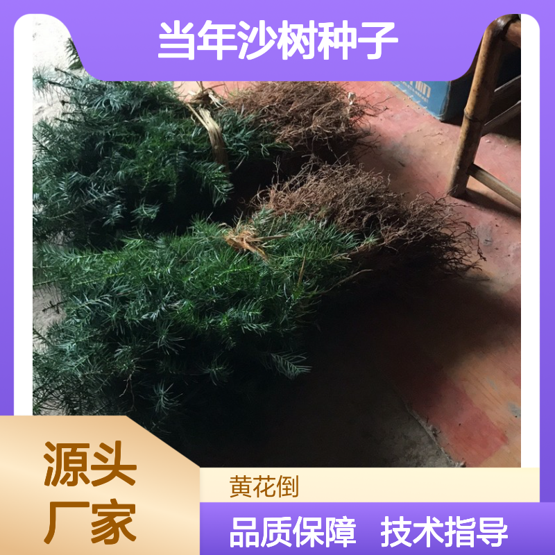 新采收当年沙树种子 建筑桥梁造船适用 产地直发