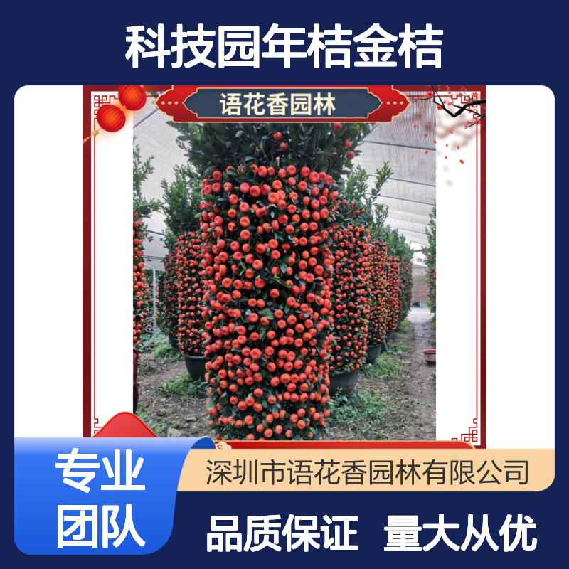 科技园年桔金桔盆栽 带果四季桔 整箱直发 适合开业乔迁新居摆放