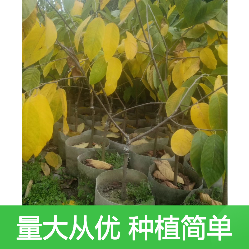 精选佛头果 树苗批发供应 品质优良 栽培简单 光照充足