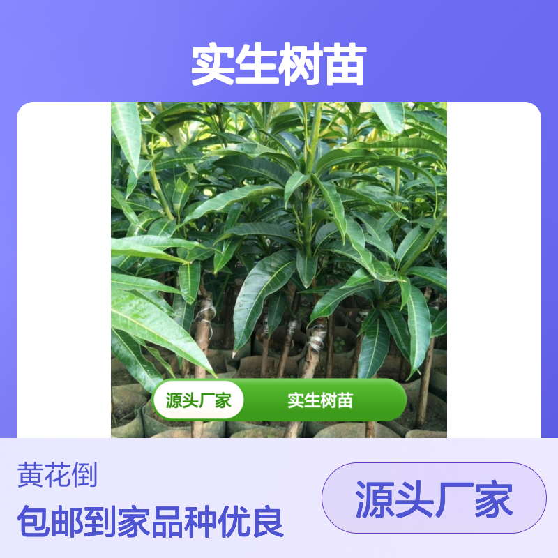 常年基地供应芒果实生树苗 送货上门包邮 欢迎来电洽谈经验分享