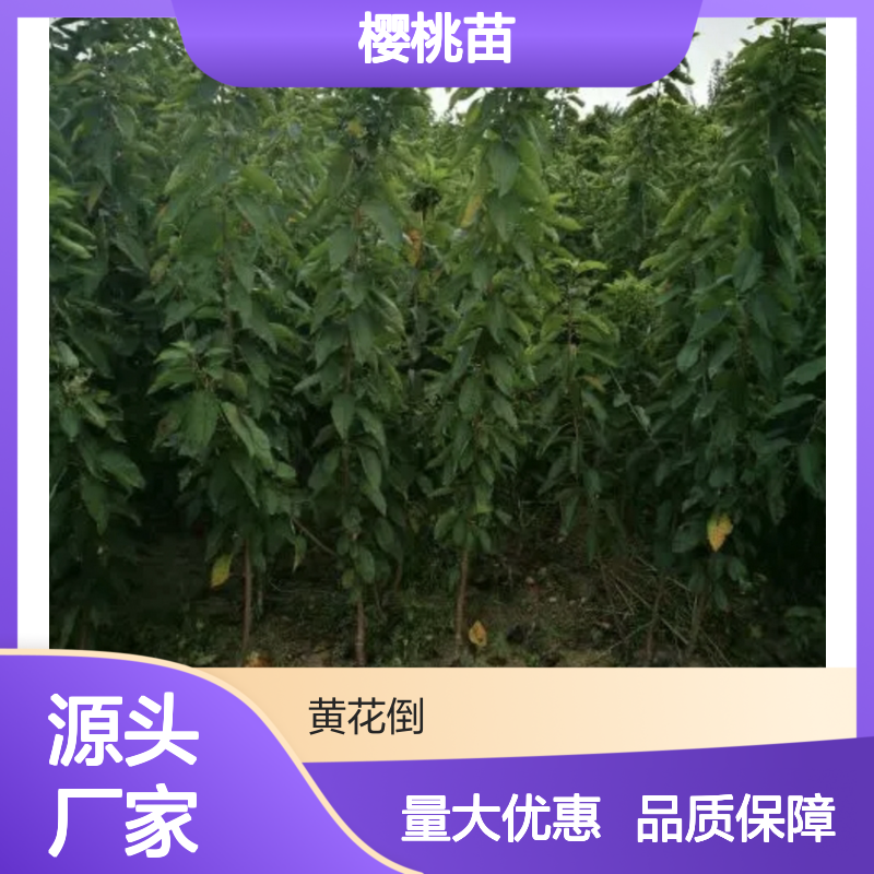 樱桃苗批发 基地直供 品种丰富 适应性强 鲜食佳选