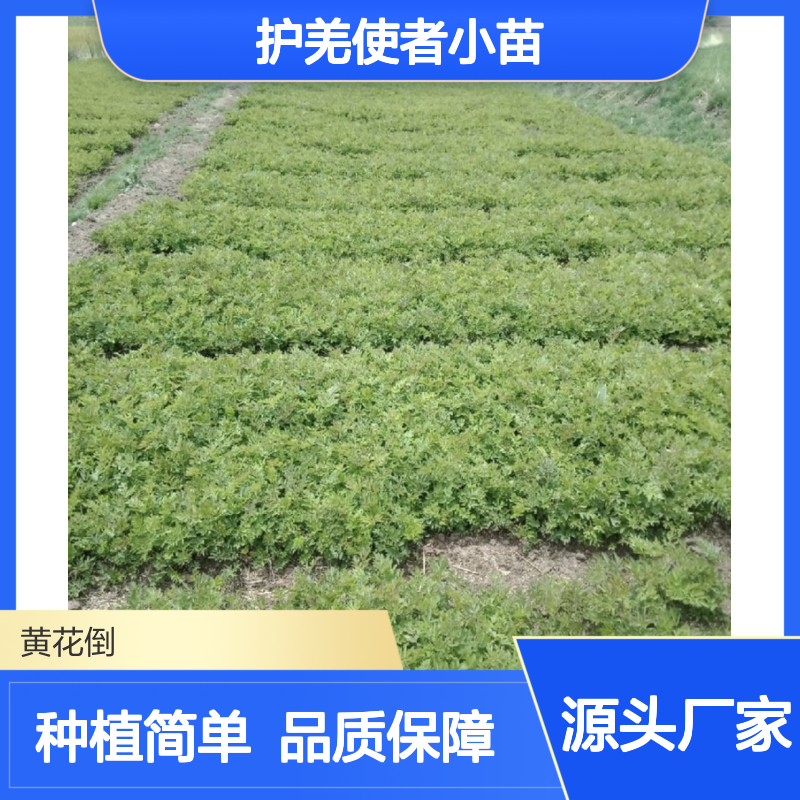 护羌使者小苗 园林种植优选 生长迅速 适应性强