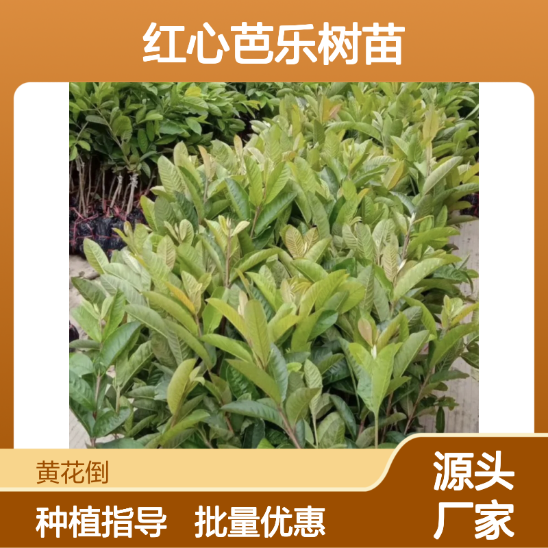 红心芭乐树苗 百亩种植园直供 品质优良 生长旺盛