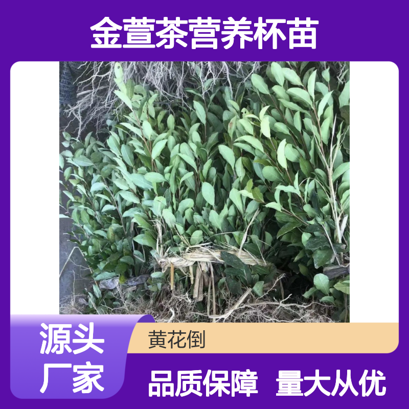 金萱茶营养杯苗 专线直达全国送货 品质优良 栽种简单