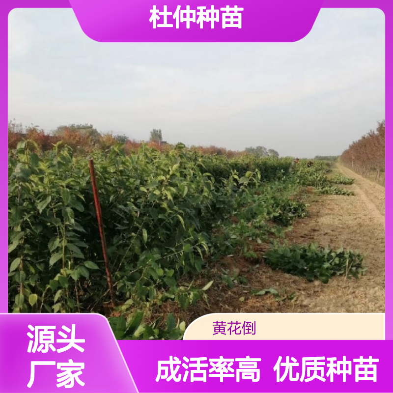 杜仲种苗 嫩枝扦插 高成活率 批发供应 品质优良