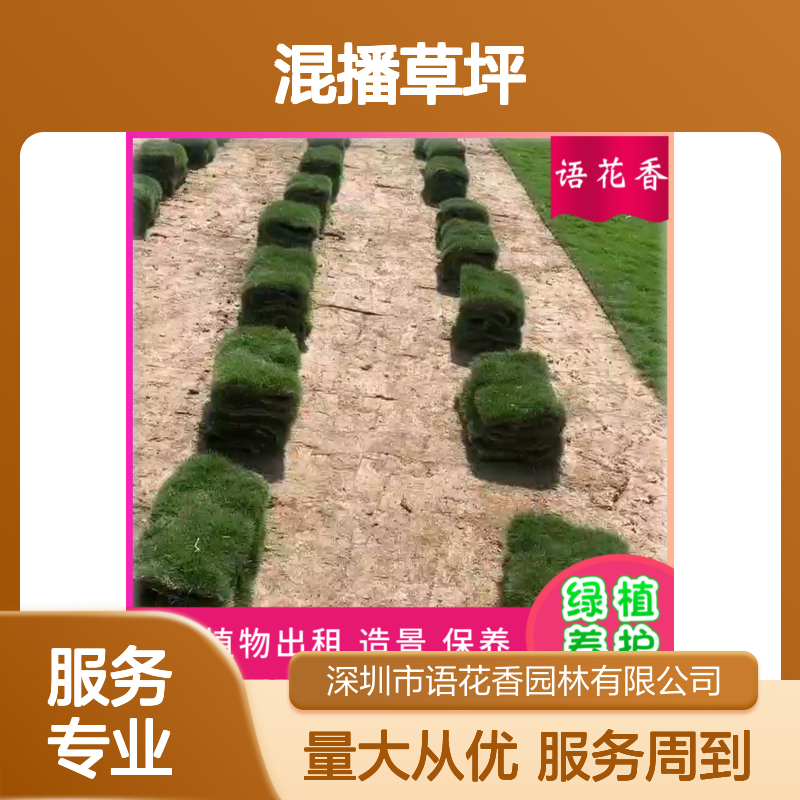 混播草坪 公园花园专用 园林绿化优选 抗踩踏弹性佳草皮