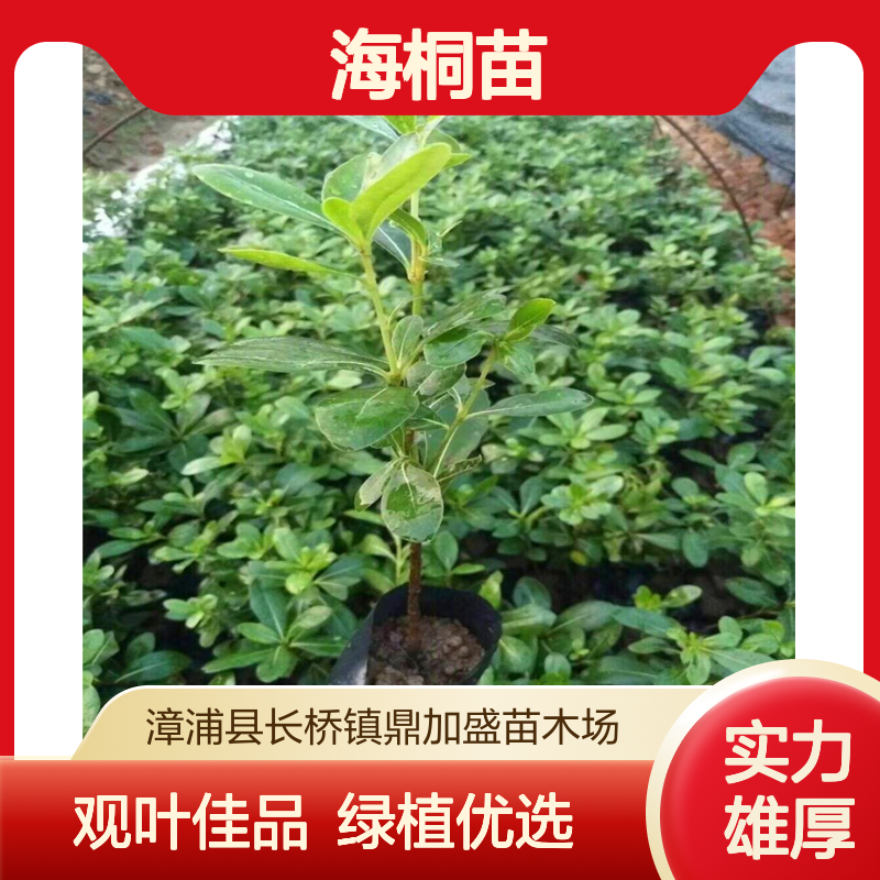 鼎加盛 海桐苗16 18大杯苗 株高40-60cm 露地栽培 观叶绿植花境灌丛用