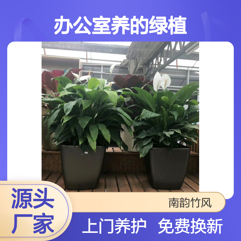 适合在办公室养的绿植 公司适合植物租摆 免打理常年旺盛