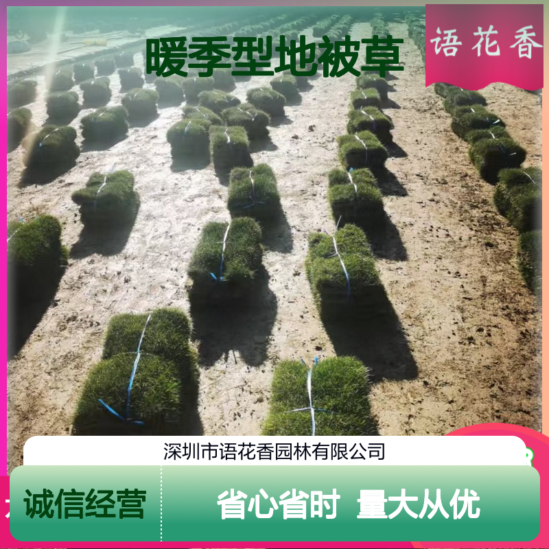 四季常绿暖季型地被草 耐修剪易养护 园林景观绿化优选