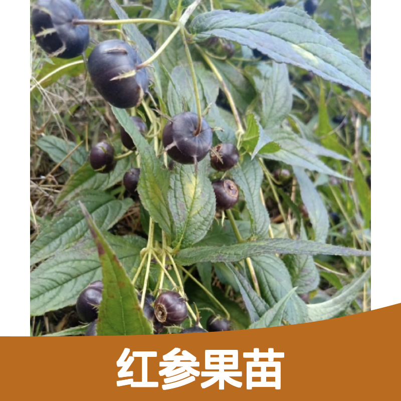 特色红参果苗 蜘蛛果新型水果种植选择 滋补佳品
