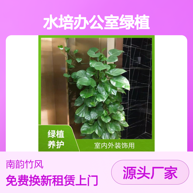 绿植养护 水培办公室绿植 租赁送货上门 绿化维护