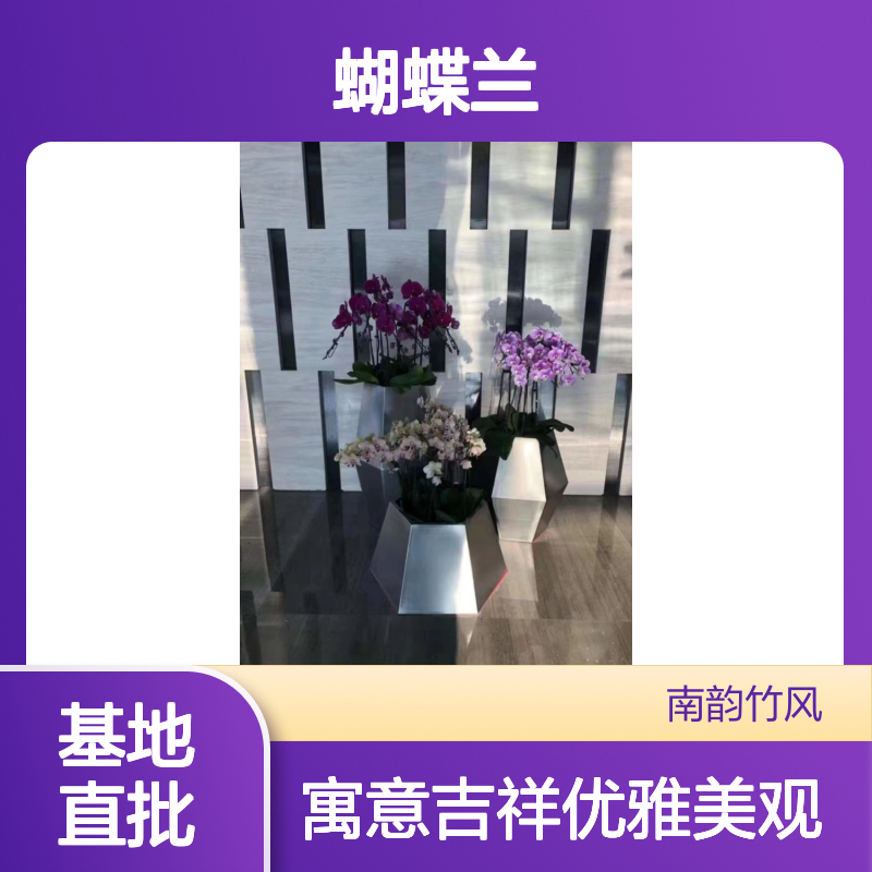 蝴蝶兰盆栽 基地直批 室内开花植物品种 公司前台摆放 只要35元
