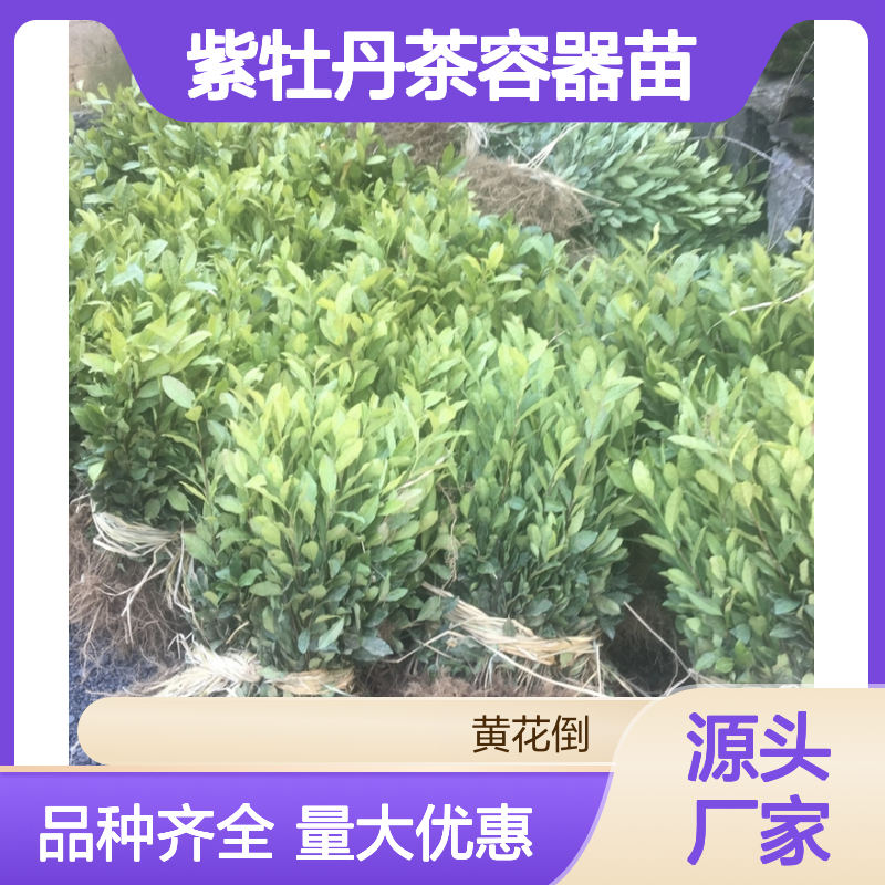 常年基地供应紫牡丹茶容器苗 品种齐全质量保证根系发达种植好管理
