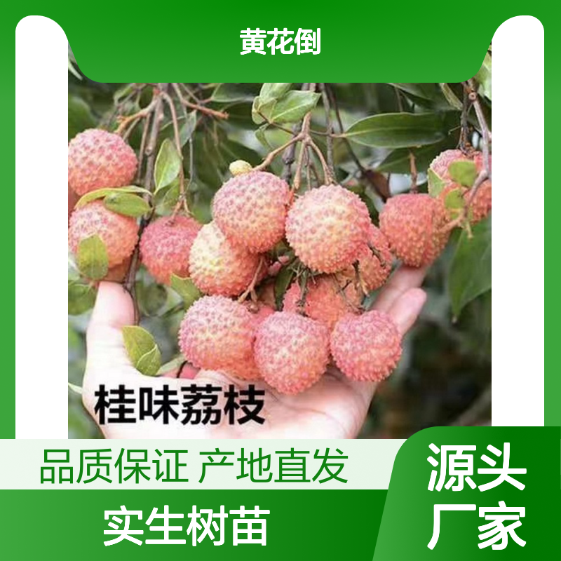 产地直发蜜丁香荔枝实生树苗 苗圃产地直供品质保证种植技术分享