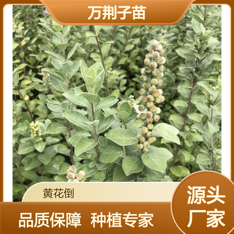 万荆子苗批发 适应性强易栽培 防风固沙 花期长久