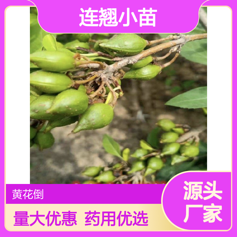 连翘小苗基地 园林绿化连翘小苗批发 品质优良