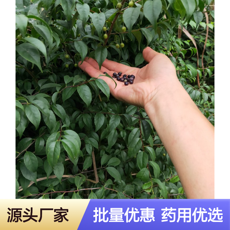 称星树小苗 园林常绿灌木 品质优良 生长旺盛 适应性强