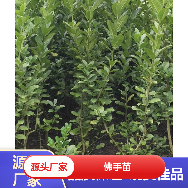 佛手苗批发 适生温暖湿润环境 芳香浓郁 挂果持久