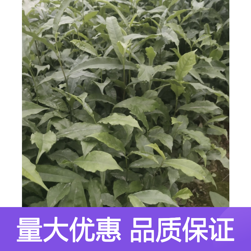 细叶白花牛奶树苗 园林常绿灌木植物 生长迅速