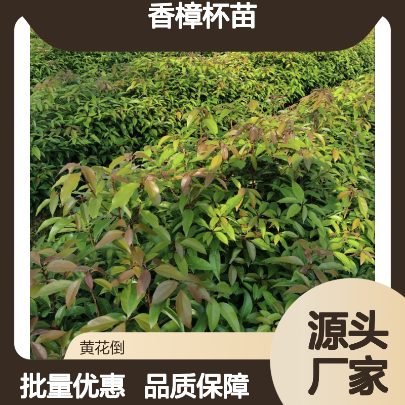 香樟杯苗批发 少伤根带土球 移植保障 驱虫防害