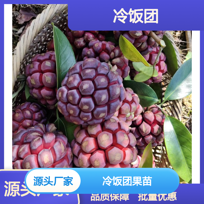 黑老虎冷饭团果苗 批发基地直供 种植专业 管理科学