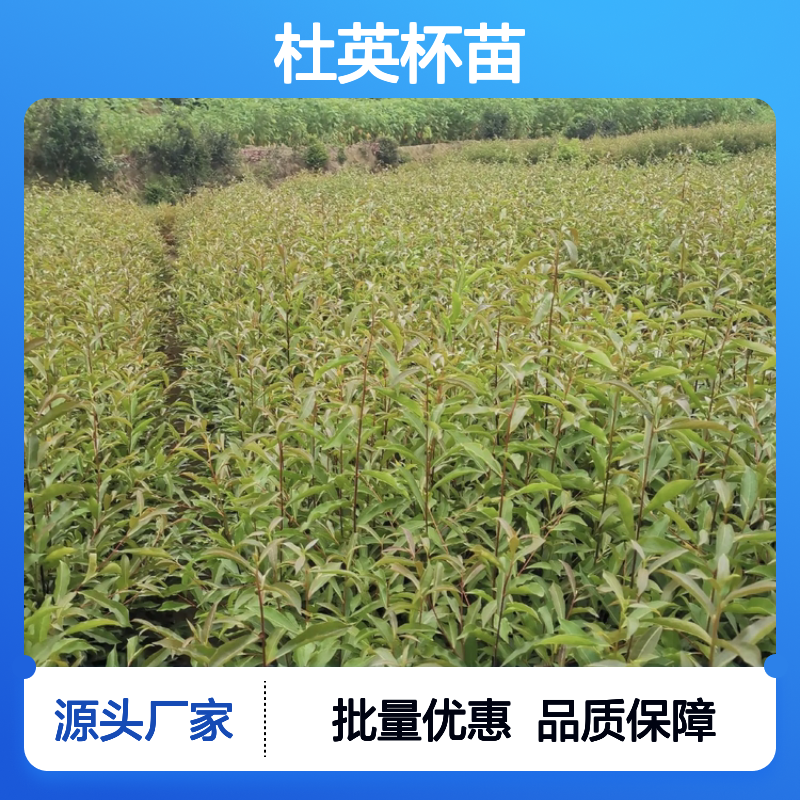 杜英种植基地 直供优质杜英杯苗 枝叶浓密 生长迅速