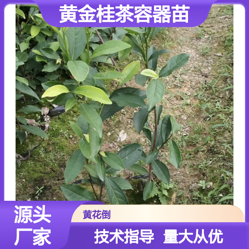 现起现发黄金桂茶容器苗 种植技术免费指导 品质保证