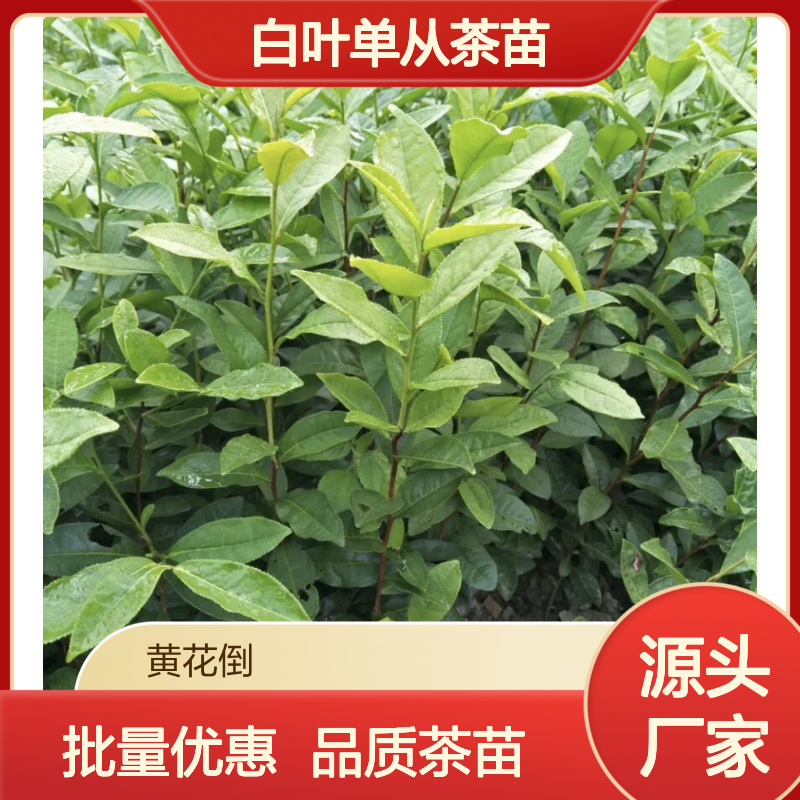 白叶单从茶苗 百亩基地直供 品质保证 批发优惠