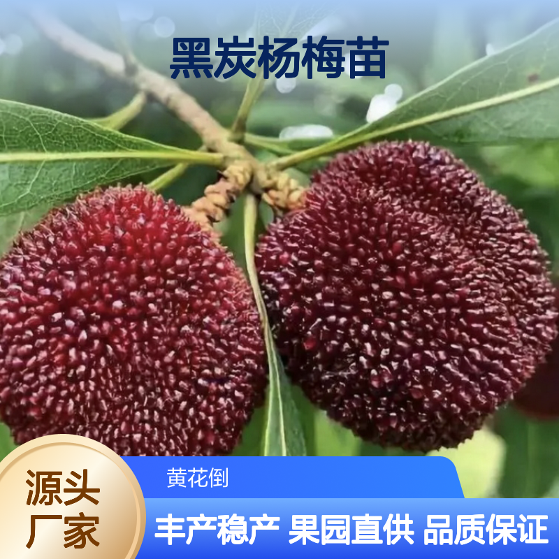 黑炭杨梅苗 批发供应 果园优选 汁多味美 早熟丰产