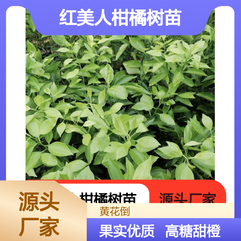 红美人柑橘树苗 基地直供 高糖甜橙香气 果实优质