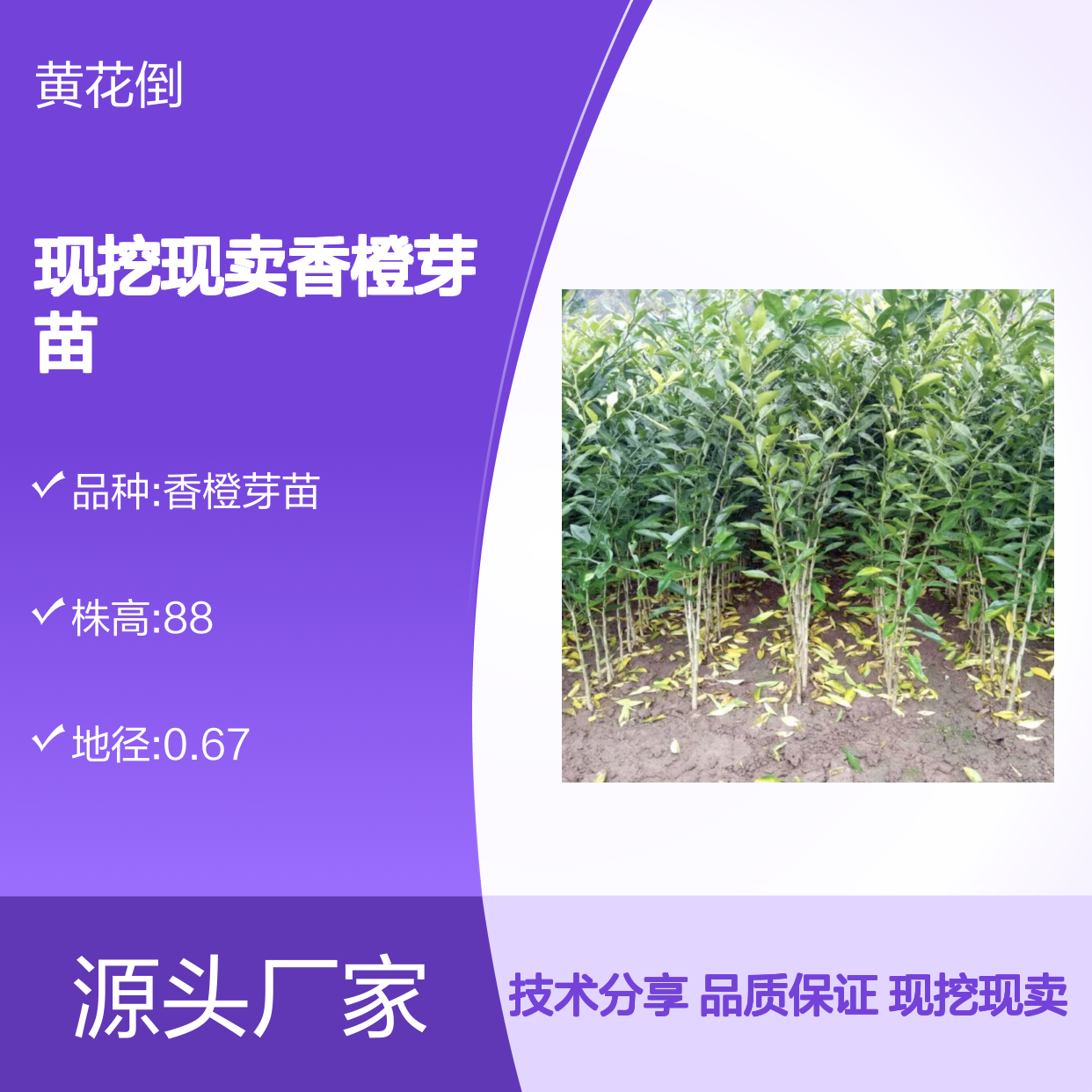 现挖现卖香橙芽苗 苗圃产地直供品质保证种植技术分享