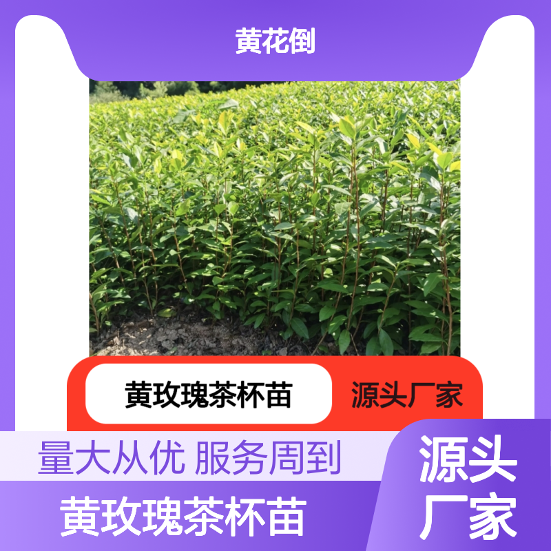 黄玫瑰茶杯苗 园林绿化优选 全程指导 品质保证