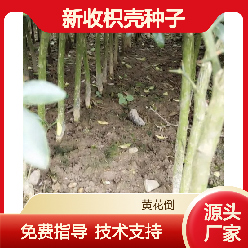 当年新收枳壳种子 产地一手货源免费技术指导