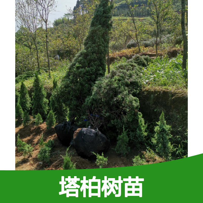 塔柏树苗 直立乔木 四季常青 枝叶苍翠 易于修剪