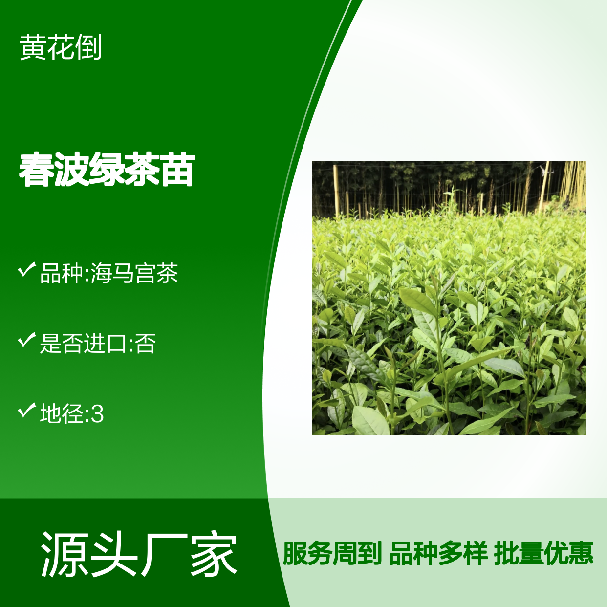 春波绿茶苗 基地直供 品质保证 种植专业 口感醇厚