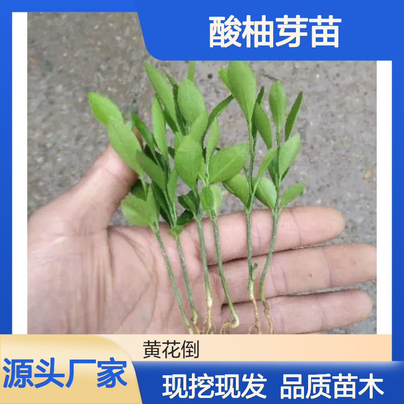 当天起苗酸柚芽苗 苗圃直供品质优 种植指导 耐盐碱强