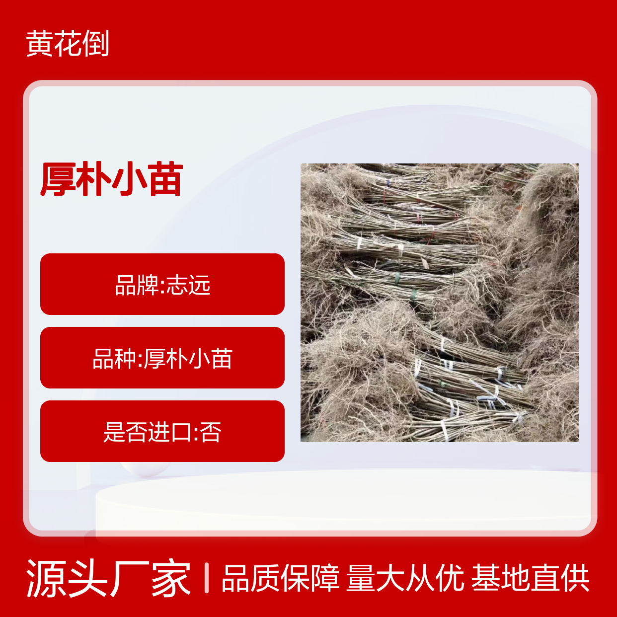 厚朴小苗 种植主产区直供 基地批发 技术成熟 培育优良
