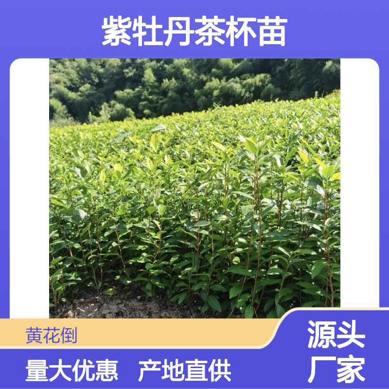农户直供紫牡丹茶杯苗 苗圃产地直供品质保证种植技术分享
