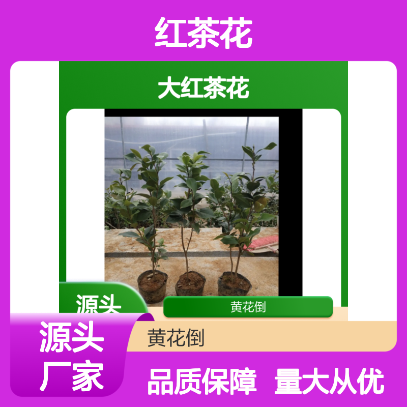 大红茶花种植基地 批发树苗 成活率高 花期长久