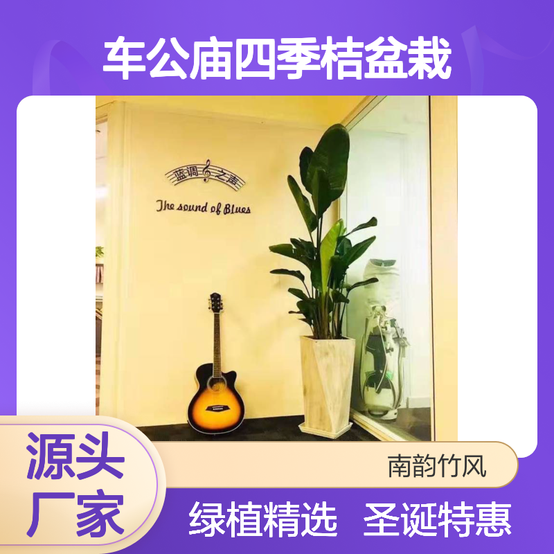 车公庙四季桔盆栽 圣诞红盆栽ZM0104 圣诞节春节绿植场景布置
