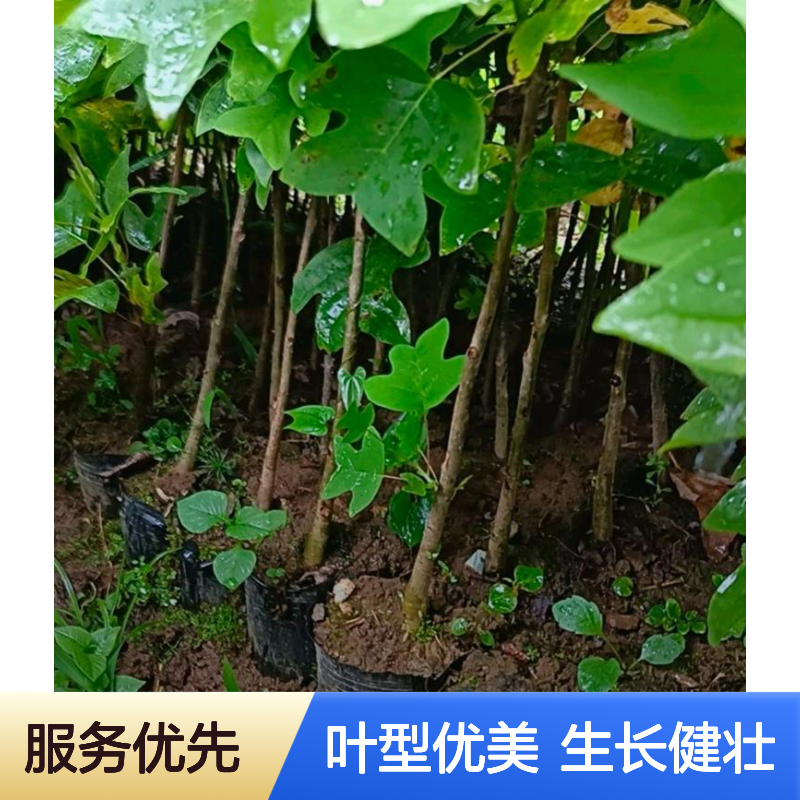 叶型优美1-2年马褂木袋苗 H80-150CM 鹅掌楸无纺布袋苗