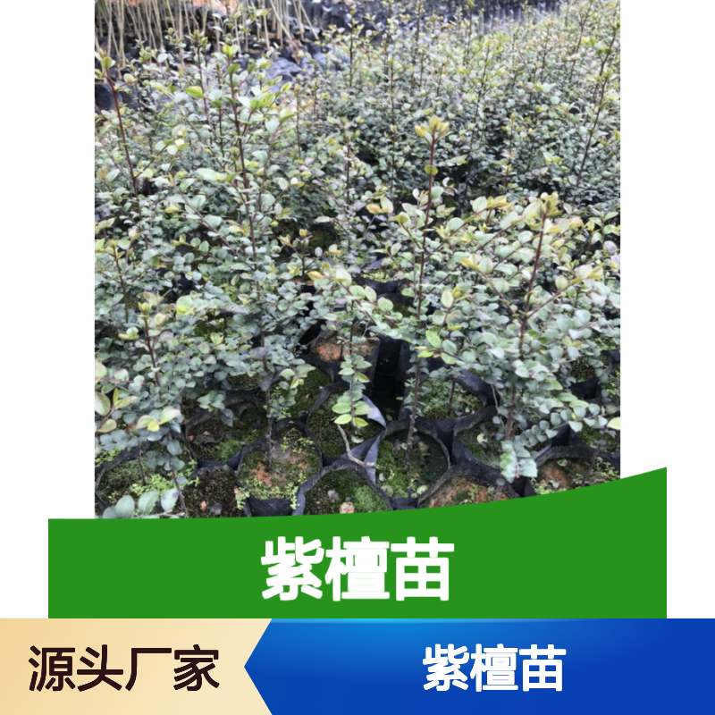 紫檀苗乔木植物 喜光耐干热易栽培 速生优种 适应性强