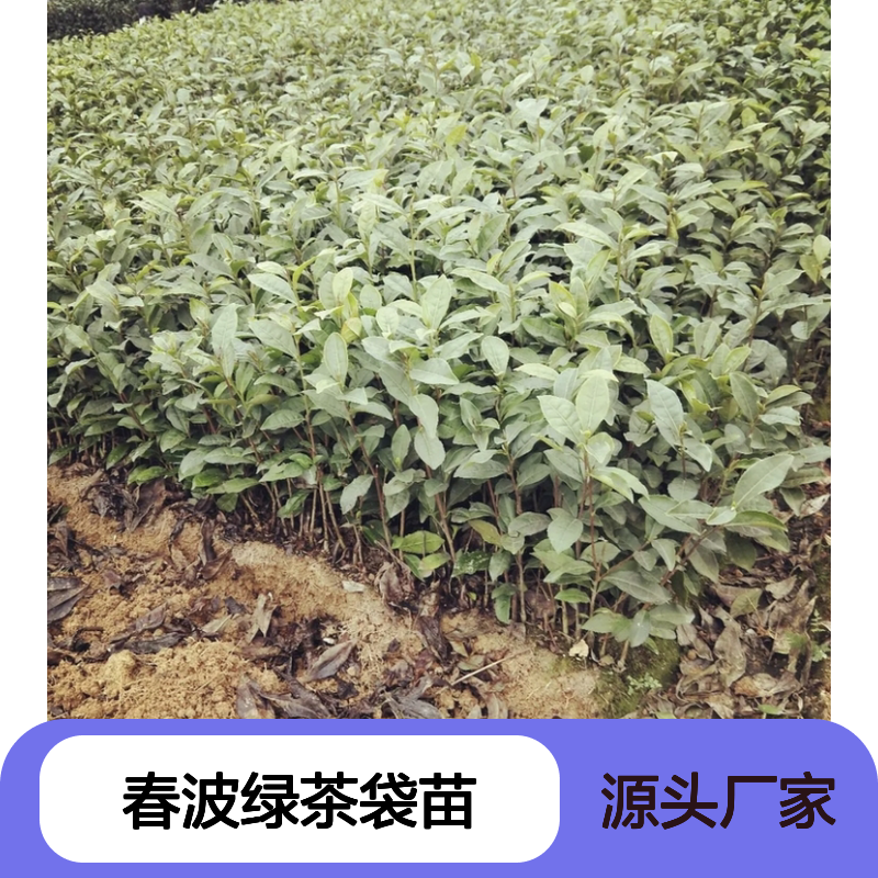 春波绿茶袋苗 专业培育 绿茶优选 自营品质 合作保障