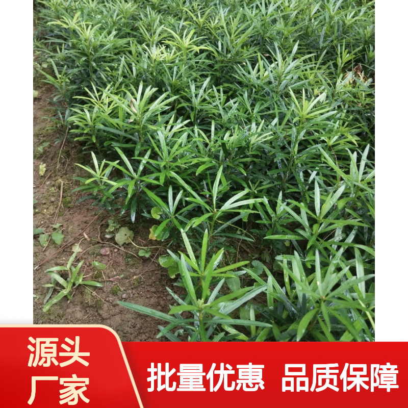 雀舌罗汉松树苗 种植主产区直供 生长旺盛 材质优良