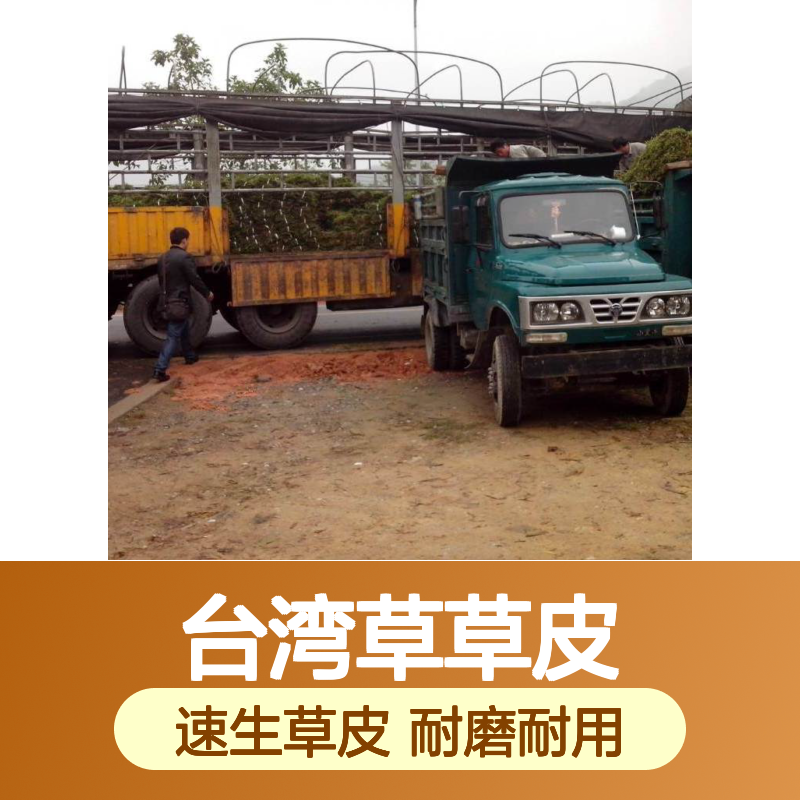 南韵竹风台湾草草皮 肥沃土壤适宜 生长迅速 美观耐用