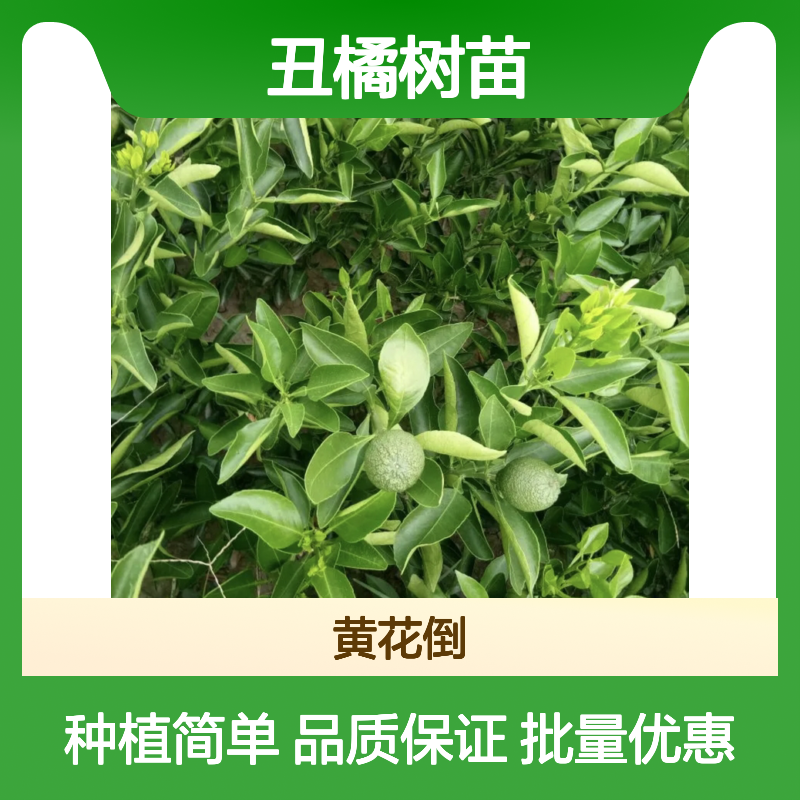 丑橘树苗 批发供应 百亩种植区直供 果形独特 产量丰富