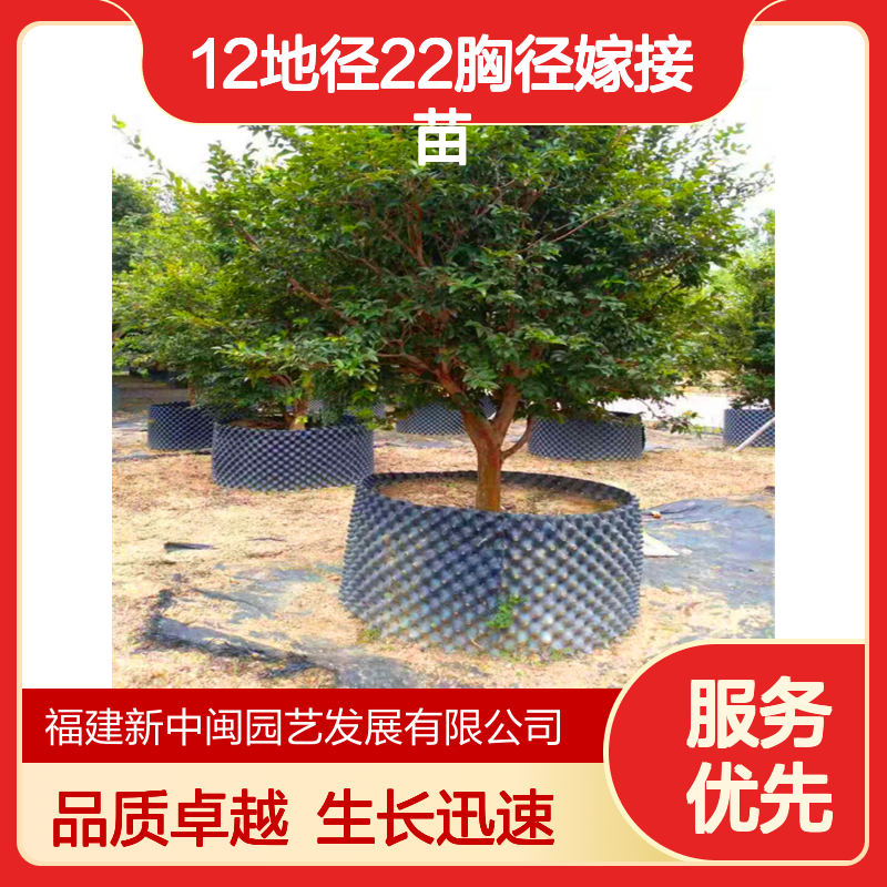 新中闽一级嘉宝果苗 12地径22胸径嫁接苗 福 建肥沃土春植秋植风景树