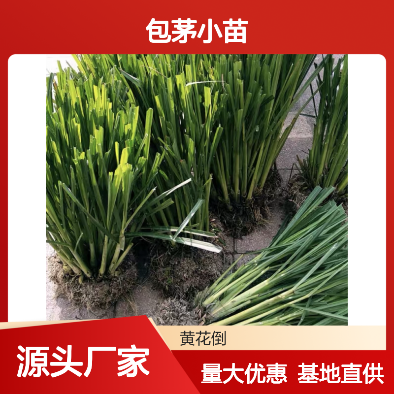 包茅小苗 百亩基地直供 园林植物 易种易活 香草异味