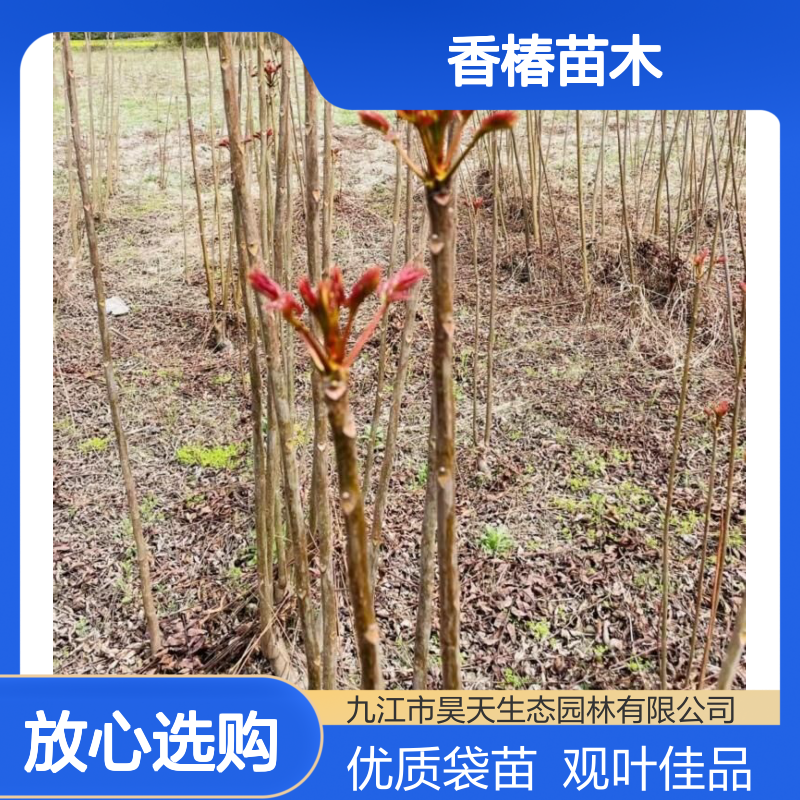 昊天园林1-2年香椿苗木 H80-150公分 观叶双色叶 风景树优选袋苗